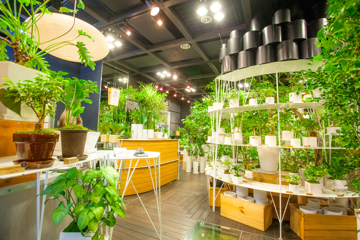 日々の暮らしに潤いを与える 観葉植物の選び方と育て方 | @Living