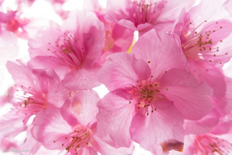 毎年似た桜写真になってしまう人へ 桜を撮影する7つのアイデア Living アットリビング