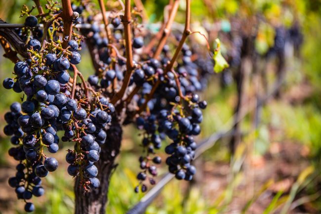 ロングアイランドのワイン畑に実る赤ワイン用のブドウ。