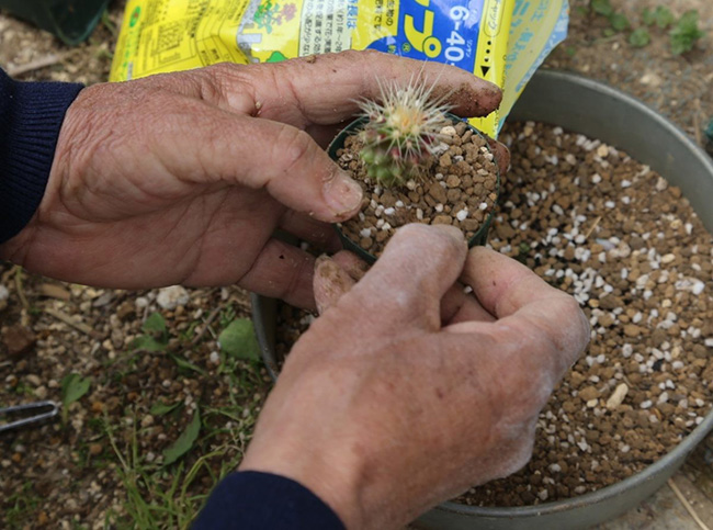 多肉植物専用の土を使おう。肥料は直接根にあたらないようにすると安心